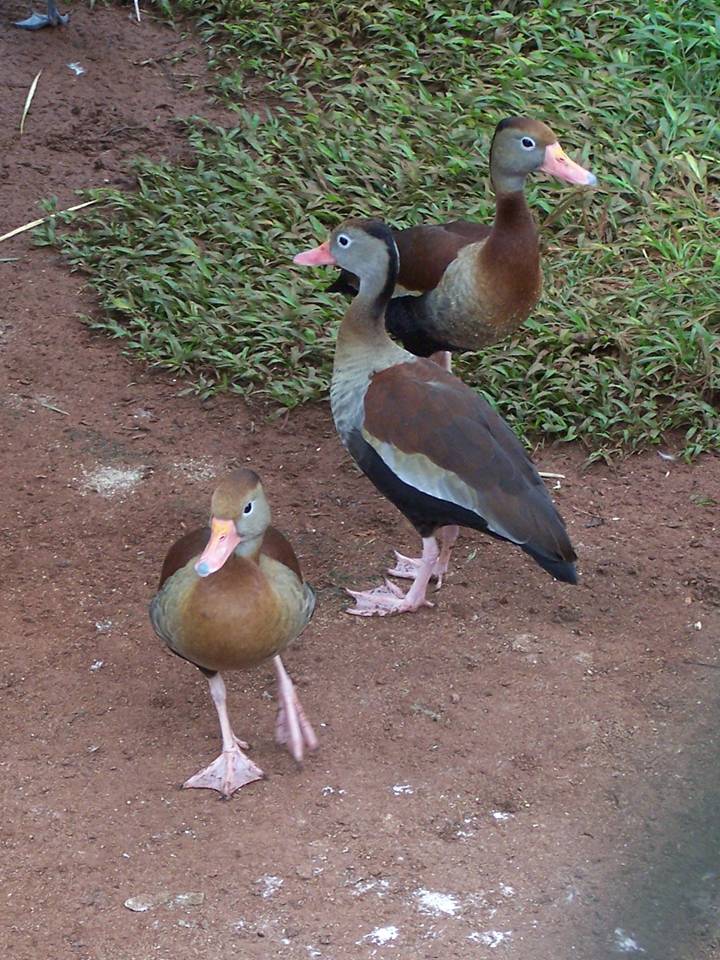 FIGURE 2 FIGURE 2